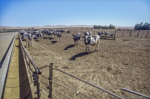 161 CA0809080207CL