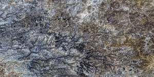 115 US_NM_BISTI_X1