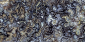 117 US_NM_BISTI_X2