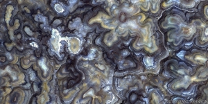 118 US_NM_BISTI_X4