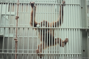 109 DCZooOrangutanMh