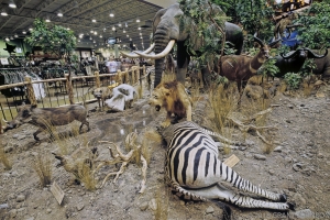 PEACABLE KINGDON OF THE ANTHROPOCENE (AFTER EDWARD HICKS)