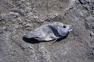 CA0809111403SS-101