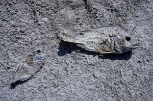 CA0809111405SS-102