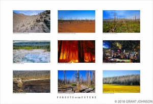 FORESTS OF THE FUTURE