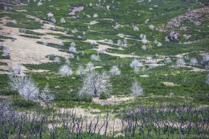 Forests of the Future
