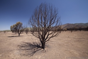 Forests of the Future