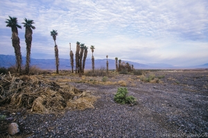 CA0302150408DV-103