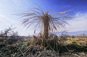 CA0302150426DV-102