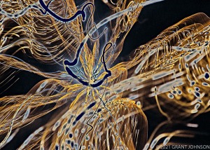 light painting, Lightscape, ©GRANT JOHNSON