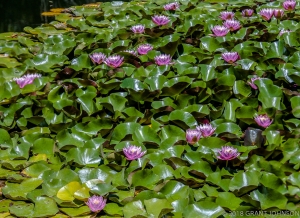 110 2017_07_01_0237_pano