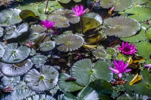 114 20150807_MG_0010