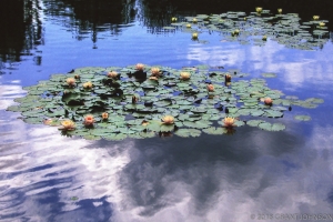 149 CA9806060436RGLilyM