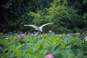 150 DC9908070220LilyM