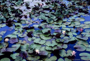 158 DC9908070328Lily