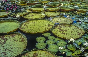 184 HI8609000737KU_edit