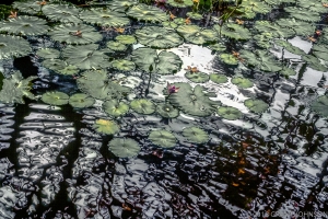 188 Lily8005000512HIRGB2M