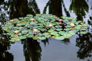 189 Lily9806060424CAM