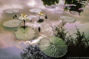 197 Lily9908270312DC_edit_2