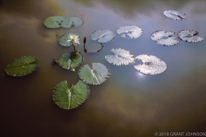 201 DC9908270320LilyM