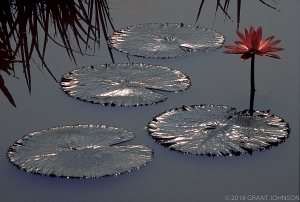 202 DC9908270409LilyM