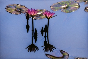 207 WA9908270615DC_edit