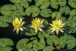 227 WA9908291012DC (2)