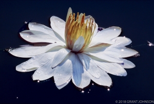 228 DC9908270414LilyM