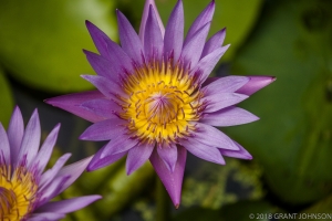 231 20150807_MG_0015