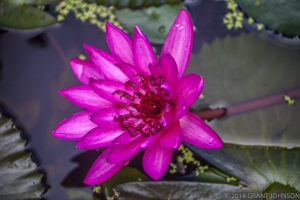 236 20150807_MG_0029