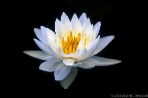 237 FL9605210936LILY2labsM