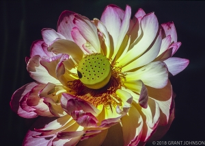 243 CA9307130129SRlabnrM