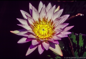 245 DC9908070525LILY