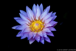 246 DC9908270816LilyM