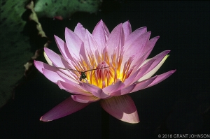 250 DC9908070609LILY