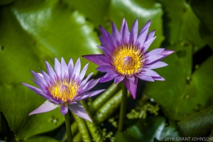 251 20150807_MG_0012