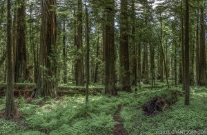 Ave OTG, California, Drury-Chaney Grove, Redwood, forest, old growth, ©GRANT JOHNSON