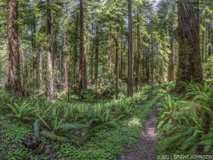 Bull Creek to Boisclaire Grove, HRSP, Humboldt Redwoods SP, Humboldt Redwoods State Park, Redwood, River Trail, Rockefeller Forest, forest, old growth, tree, ©GRANT JOHNSON
