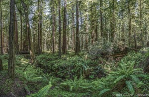 Ave OTG, Boisclaire Grove, Buell Hammett Grove, Bull Creek to Decker creek, California, HRSP, Humboldt Redwoods State Park, Redwood, River Trail, Rockefeller Forest, forest, old growth, ©GRANT JOHNSON