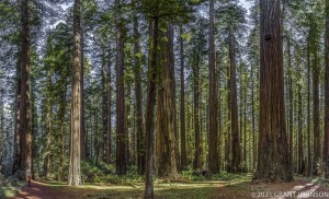Ave OTG, HRSP, Humboldt Redwoods SP, Humboldt Redwoods State Park, Redwood, Rockefeller Forest, forest, old growth, tree, ©GRANT JOHNSON
