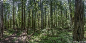 Bull Creek Flat, Bull Creek Trail South, California, Humboldt County, Humboldt Redwoods SP, Humboldt Redwoods State Park, Redwood, Rockefeller Forest, Tall Trees Area to Miller Creek, forest, tree, ©GRANT JOHNSON