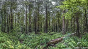 California, Founders Grove, HRSP, Humboldt Redwoods SP, Humboldt Redwoods State Park, Mahan Plaque, old growth, ©GRANT JOHNSON