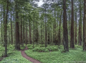 California, Founders Grove, HRSP, Humboldt Redwoods SP, Humboldt Redwoods State Park, Mahan Plaque, old growth, ©GRANT JOHNSON