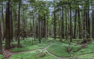 California, Greig-French-Bell Grove, HRSP, Humboldt County, Humboldt Redwoods SP, Humboldt Redwoods State Park, Percy French Grove, Redwood, forest, old growth, tree, ©GRANT JOHNSON