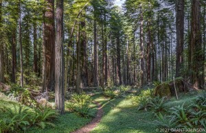 Burlington, Burlington to Mill Creek, California, HRSP, Humboldt County, Humboldt Redwoods SP, Humboldt Redwoods State Park, Redwood, River Trail, old growth, ©GRANT JOHNSON