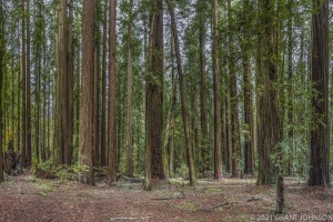 Bull Creek, Bull Creek Flat, Bull Creek Trail North, California, HRSP, Humboldt County, Humboldt Redwoods SP, Humboldt Redwoods State Park, Rockefeller Forest, Tall Trees Area to Rockefeller Grove, old growth, ©GRANT JOHNSON