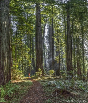 Bull Creek, Bull Creek Flat, Bull Creek Trail North, California, HRSP, Humboldt County, Humboldt Redwoods SP, Humboldt Redwoods State Park, Rockefeller Forest, Tall Trees Area to Rockefeller Grove, old growth, ©GRANT JOHNSON