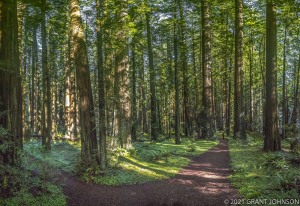 California, Humboldt County, Humboldt Redwoods SP, Humboldt Redwoods State Park, Rockefeller Forest, ©GRANT JOHNSON