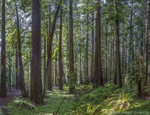 California, Humboldt County, Humboldt Redwoods SP, Humboldt Redwoods State Park, Rockefeller Forest, ©GRANT JOHNSON