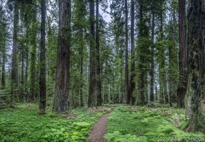 Arbor Day Grove to High Rock, Ave OTG, California, Humboldt County, Humboldt Redwoods SP, Humboldt Redwoods State Park, Redwood, forest, ©GRANT JOHNSON